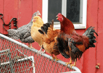 Katër gjelat fitojnë të drejtën e qëndrimit në Zvicër, pavarësisht ankesave nga familjet për zhurmë