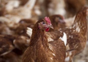 Shpërthim rekord i gripit të shpendëve, ngordhin 50 milionë zogj në ShBA