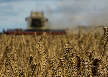 Ukraina nis programin e ndihmës ushqimore për të marrë mbështetjen afrikane dhe aziatike