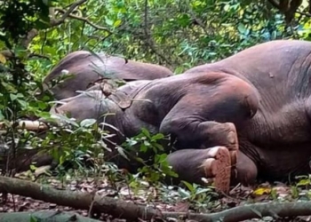 Dehen elefantët në Indi