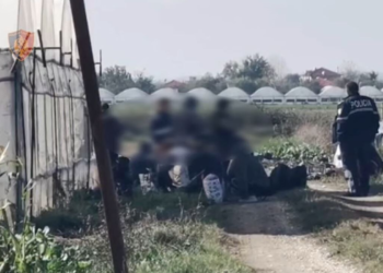 Rreth 100 gra punonin në serat e drogës në Berat