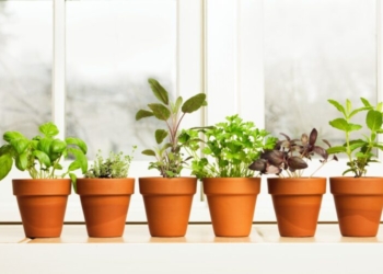 Këshillat më të  mira për rritjen e erëzave brenda kuzhinës  