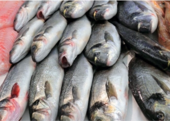 Si të dalloni peshkun e freskët