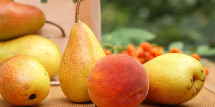 Mëngjeset për shëndetin e veshkave