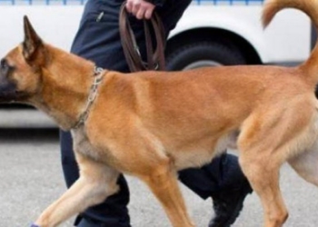 AUV-i nis identifikimin dhe regjistrimin e qenve me mikroçip në tetë Komuna të Kosovës