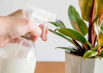 Çfarë mund të bëni me qumështin e skaduar?