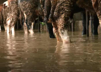 Vushtrria shpall gjendje të jashtëzakonshme