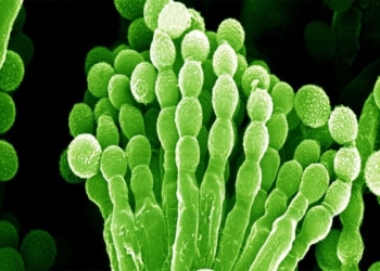 ​Qeveria britanike po merr masa për të zbutur mungesën e penicilinës