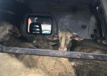 Policia parandalon kontrabandimin e 15 deleve