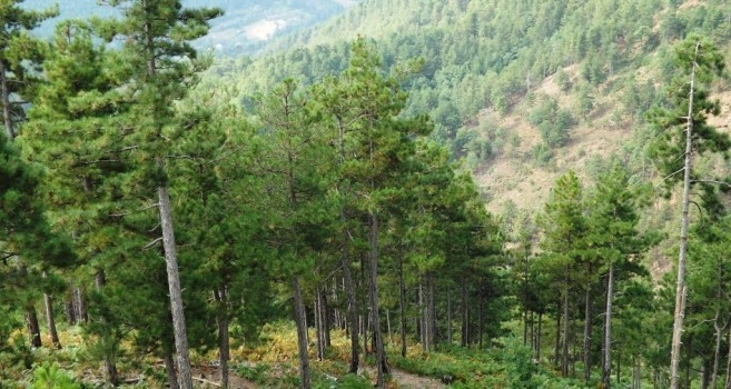 Dita Ndërkombëtare e Maleve