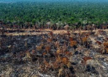 BE ndalon importet e produkteve që nxisin shpyllëzimin