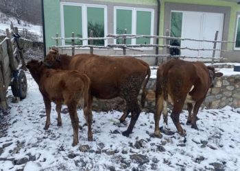 Policia parandalon kontrabandimin e dy lopëve dhe një viçi nga Maqedonia