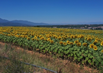 Mbjellja e lulediellit këtë vit do të subvencionohet me 454 euro për hektar