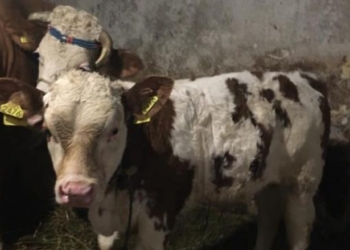 I vjedhin një lopë dhe një viç një qytetari në Drenas