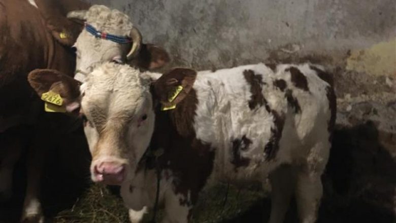 I vjedhin një lopë dhe një viç një qytetari në Drenas