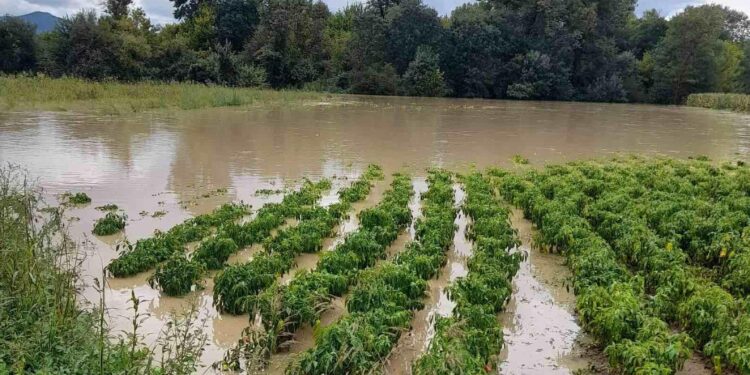 Rahoveci kompenson mbi 450 bujq që pësuan nga vërshimet