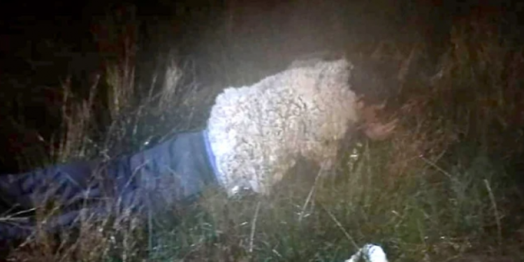 I burgosuri në Bolivi tentoi të arratiset duke u maskuar si dele