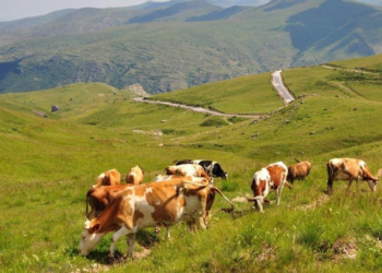 Kontrabandon lopë nga Serbia, ndalohet për 48 orë F.V.