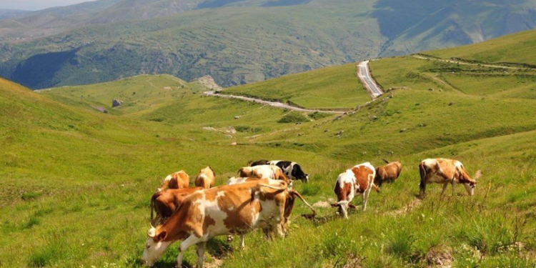 Kontrabandon lopë nga Serbia, ndalohet për 48 orë F.V.