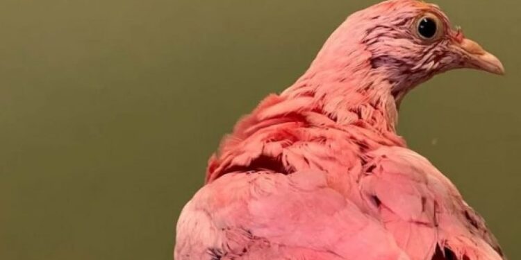 Pëllumbi i lyer në rozë për një festë ngordh nga toksinat e ngjyrave