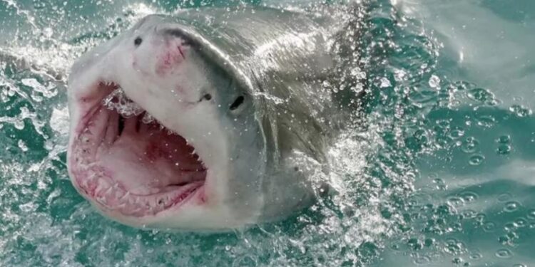 Peshkaqeni sulmon për vdekje 16-vjeçaren në Australi