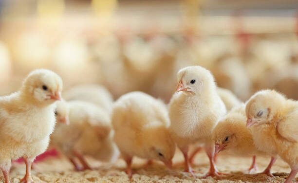 Një serb hyn në Kosovë ilegalisht me 1200 zogj të pulave, ndalohet nga policia