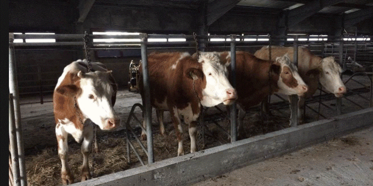 Shtime, i vidhen tre krerë gjedhe nga shtalla e bagëtive