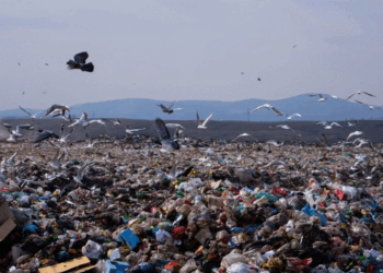 Mbeturina shtazore vend e pa vend, fabrika jofunksionale