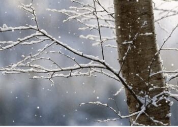 Parashikimi i motit për sot