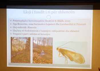 Zbulohet një lloj i ri insekti në Kosovë, këto janë veçoritë e tij