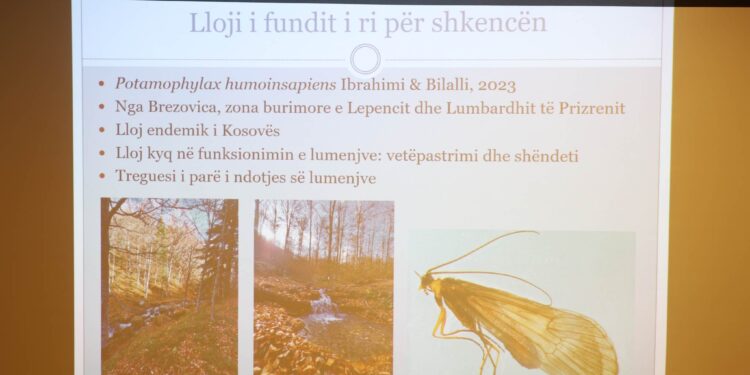 Zbulohet një lloj i ri insekti në Kosovë, këto janë veçoritë e tij