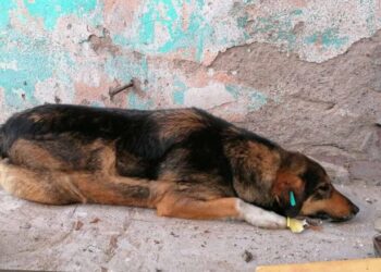 Dyshimet për helmim të qenve, Prokuroria në Mitrovicë nis hetimet