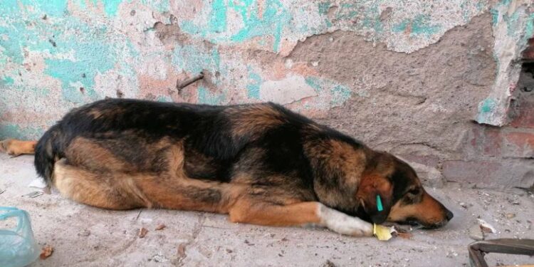 Dyshimet për helmim të qenve, Prokuroria në Mitrovicë nis hetimet