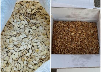 Konfiskohen fara kungulli e arra, arrestohet kontrabandisti