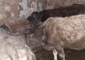 Policia identifikon lokacionin ku po mbaheshin kafshë të kontrabanduara