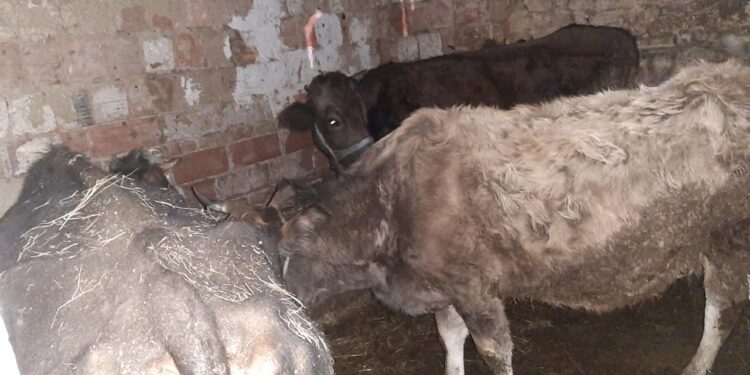 Policia identifikon lokacionin ku po mbaheshin kafshë të kontrabanduara