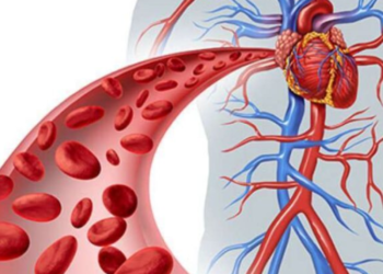Dy ushqimet kyçe që parandalojnë mpiksjen e gjakut
