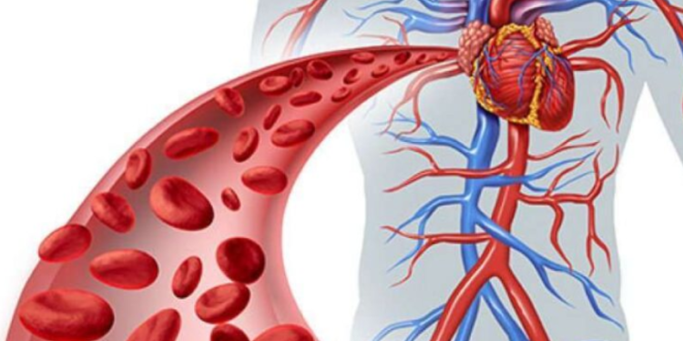 Dy ushqimet kyçe që parandalojnë mpiksjen e gjakut