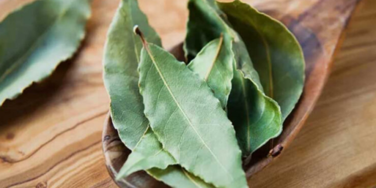 Pse shtojmë gjethe dafine në pjata?