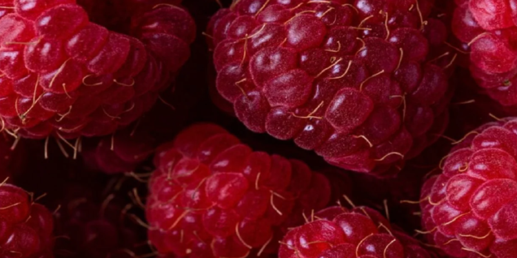 Frutat dhe perimet e kuqe për zemrën, gjakun dhe trurin