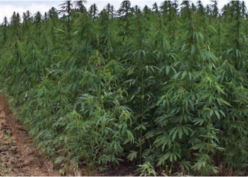 Aktakuzë ndaj 6 personave për kultivim të bimëve narkotike në Zubin Potok