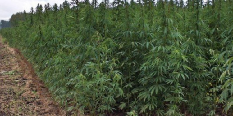 Aktakuzë ndaj 6 personave për kultivim të bimëve narkotike në Zubin Potok