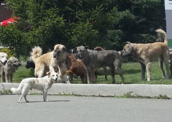 Brenda pak ditësh funksionalizohet qendra për qentë endacakë