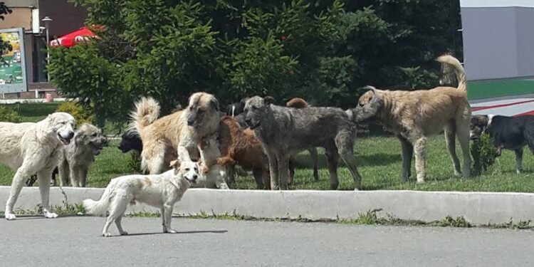 Brenda pak ditësh funksionalizohet qendra për qentë endacakë