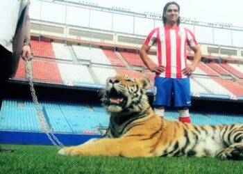 Lëndimi në gju që shkatërroi ‘tigrin’