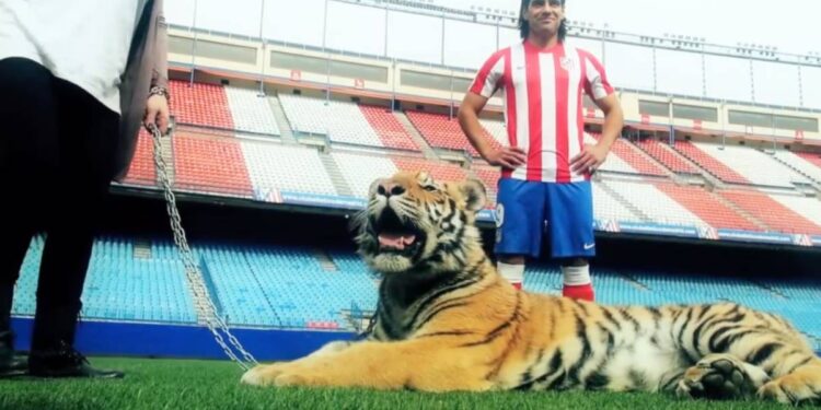 Lëndimi në gju që shkatërroi ‘tigrin’