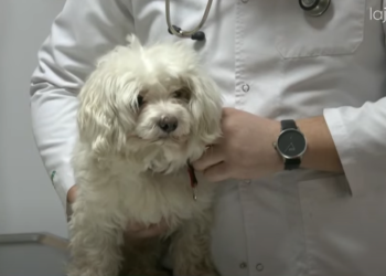 Ofrohet regjistrimi falas i qenve, pas një viti do të ketë gjoba për ata që nuk e kryejnë këtë proces