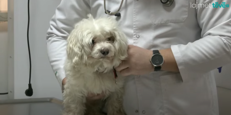 Ofrohet regjistrimi falas i qenve, pas një viti do të ketë gjoba për ata që nuk e kryejnë këtë proces