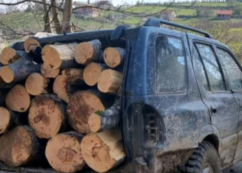 Policia në Shtërpcë kap në flagrancë 17-vjeçarin duke transportuar ilegalisht drunjë