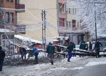 Lisi bie në rrugë, bllokon qarkullimin afër parkut në kryeqytet